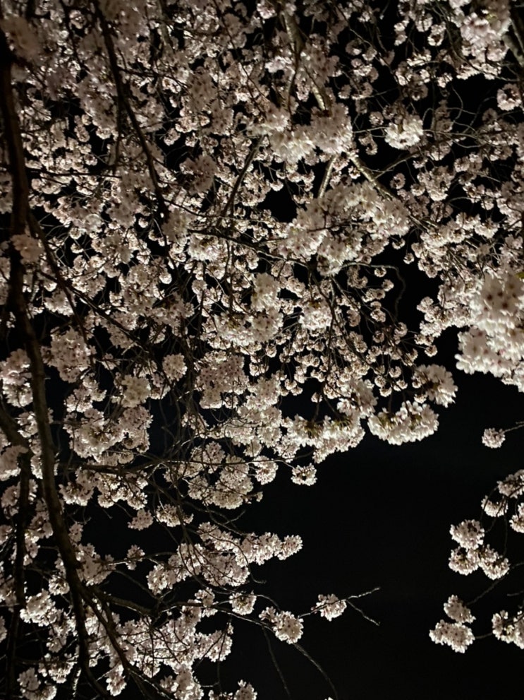[오늘의 일상] 창원 벚꽃 명소 “창원대 소봉지”
