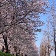 부산 벚꽃 명소 맥도생태공원 2022년 4월 2일 토요일
