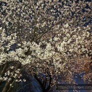 봄 주말 일상 - 잘 먹고 동네 벚꽃 구경하고 온 이야기