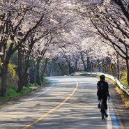 20220401 / 곡성 청소년야영장 캠핑과 함께한 섬진강 자전거길 벚꽃 라이딩