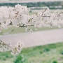 도로시필름 : 펜탁스미슈퍼 - 대낮에한꽃놀이,벚꽃그리고엄마 <정읍>