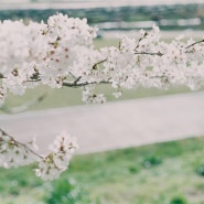 도로시필름 : 펜탁스미슈퍼 - 대낮에한꽃놀이,벚꽃그리고엄마 <정읍>