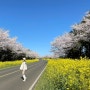 제주 녹산로는 벚꽃이 가득~🌸