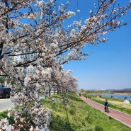 (20220403) 대전 벚꽃 개화 실시간현황 (문지동 갑천변)