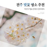 전주 벚꽃 실시간 명소 : 덕진구청 & 진북우성아파트