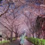 [부산 가볼만한곳] 밤벚꽃이 너무 예쁜 벚꽃 산책길 추천 '낙동제방벚꽃길' 주차정보
