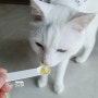 일동제약 비오비타에서 고양이유산균이 나왔어요 :)