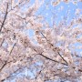 22.04.03 강서구 벚꽃길, 봉황대공원
