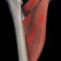 Pectineus(치골근, 두덩근), Adductor Longus(장내전근, 긴모음근), Adductor Brevis(단내전근, 짧은모음근)