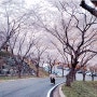 벚꽃터널::벚꽃여행지 여기, 월아산 숲속의진주
