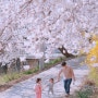 광주근교 담양벚꽃구경 한적한 시골도 예뻐요