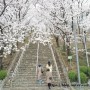 대구 침산공원 벚꽃 & 주차 정보 (2022. 3. 31)