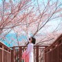영덕당일치기여행, 벚꽃은 삼사해상공원 피크는 이번주