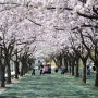 대구스타디움 벚꽃 풍경사진 2022년 4월 4일 대구여행