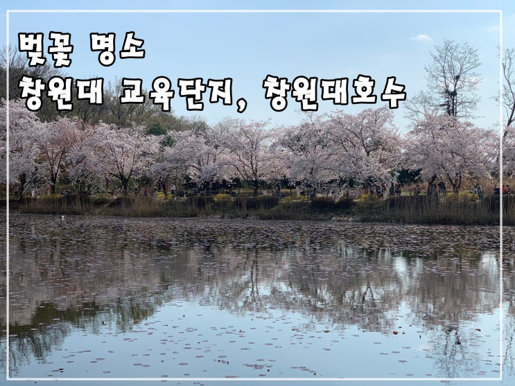 창원 벚꽃 명소  ㅣ  창원대 교육단지, 창원대 소봉지