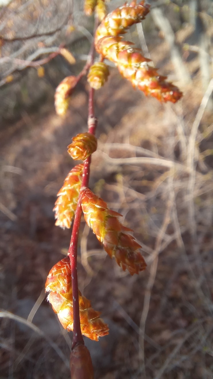 Carpinus 극상림숲 근육질나무 ‘서어나무’ : 네이버 블로그