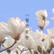 月刊 월간 꽃잠 : 3월의 이야기