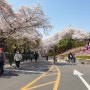 대구 이월드 벚꽃축제 아이와 가볼만한 곳