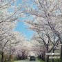 전남 벚꽃명소 주암IC-송광사-낙안읍성-선암사
