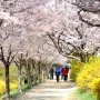 대구 동촌 금호강변 벚꽃 풍경사진