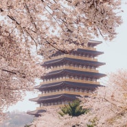 경주 보문정, 황룡원 벚꽃