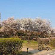 벚꽃놀이 남산정상 풍경과 한강변 풍경
