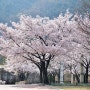 대구스타디움 벚꽃 봄꽃 대구여행 2022년 4월 5일 풍경사진