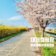 부산 대저오토캠핑장에서 벚꽃, 유채꽃 캠핑하기~!