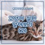 [펫긱X펫케어] 고양이 질환 알아보기(2)