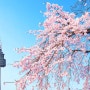 [데이트&나들이] 남산 서울타워 벚꽃 페스티벌#남산#Blossom Tower#돈까스#맛집#주차