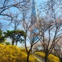 220405_4월 5일 일상기록 봄 그리고 벚꽃