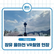 [VR 촬영현장] 장유 율하천 산책로 벚꽃 풍경 촬영 현장