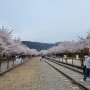 4월 05일 진해 벚꽃 만발 이번 주말 대혼잡 예상