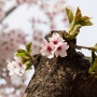 여기저기. 4월 꽃(벗꽃, 팬지 등) 과 광주 남구 양림동 풍경 몇 컷