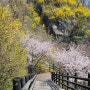 봄꽃여행-응봉산개나리.서울숲벚꽃