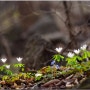 노루귀 꿩의바람꽃 현호색 흰털괭이눈 둥근털제비꽃 - 4월에 피는 꽃 청계산 야생화