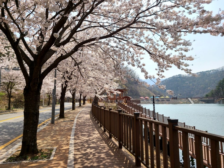 부산 기장 정관 벚꽃 [병산 빛물꿈 테마길] 산책로 나들이