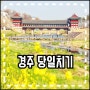 4월 경북 경주 당일치기 여행 2022년 경주 벚꽃 투어 7곳 가볼만한곳