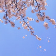 부산벚꽃 명소 남천삼익비치 윤산 산책코스