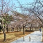 나만의 벚꽃 명소 :: 여수 성산공원 나들이