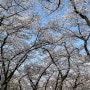 대전 테미공원 벚꽃 만개❤️