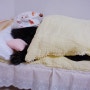이케아 인형침대 이게 바로 고양이 침대