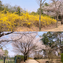 원광대 자연식물원 : 익산벚꽃 원광대수목원 개방
