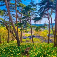 4월 봄꽃여행 서산 유기방가옥 수선화 (미스터션샤인 촬영지, 입장료 안내)