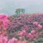 필름사진/여수 영취산 진달래꽃 사진으로 떠나는 봄여행