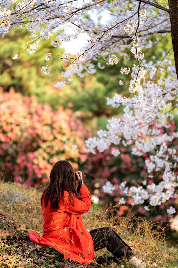[4월 봄꽃 여행] 하얀 벚꽃 속 붉은 겹동백 풍경_울산 장무공원...
