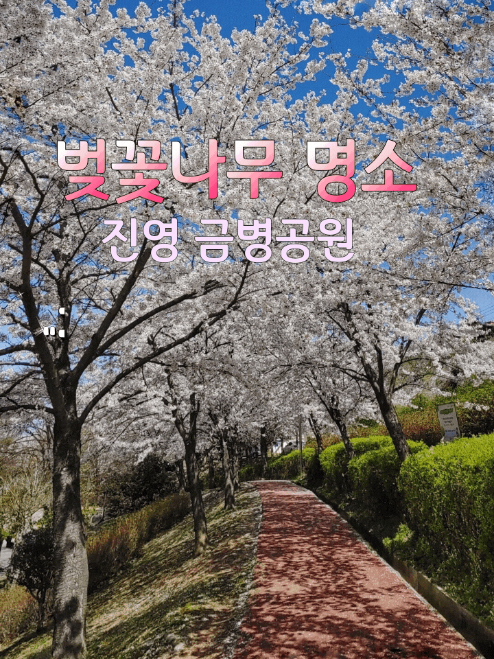 【벚꽃 명소】  우리동네 벚꽃 명소! 진영금병공원
