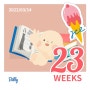 임신23주 : 일상, 임산부신속항원키트, 오월의신부 스냅사진, 철판오마카세 테판오, 벨베꼼메