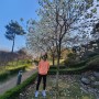 화순 벚꽃 동구리 호수 공원 정말 이뻐요.