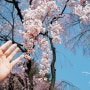 내가 제일 사랑하는 서울 벚꽃 명소 국립서울현충원